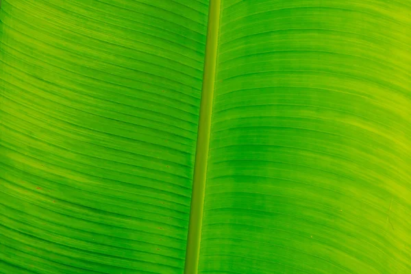 光沢のある黄色の緑のクレヨラより多くのトーン在庫。抽象的な自然の美しさの背景。マクロ垂直熱帯バナナの葉のテクスチャ静脈ライン。シンボルオープンブックライフ卓越性。健康的な有機食品 — ストック写真