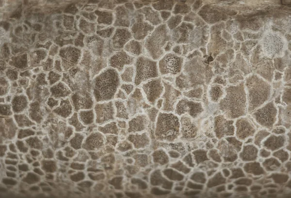Abstrato macro close-up fundo real beleza da natureza. Textura cósmica de pedra como superfície de pele de cobra, casca cinza bege, manchas místicas incomuns, casca de árvore, fungo de molde, padrão único cor magnífica — Fotografia de Stock