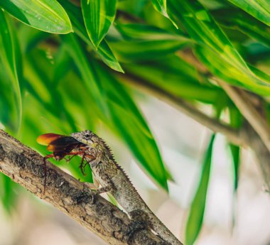 VERTICAL Makro yakın çekim fotoğraf büyük gri kertenkele yeme dindar av kırlangıç hala kahverengi kanat çırpan böcek hamamböceği dalda oturan. Yeşil parlak doğa geçmişi. Yaşam mücadelesi, ekosistem