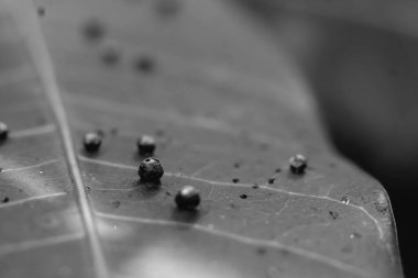 Böcek yumurtalarından oluşan soyut BANNER larvaları, yeşil bitki yaprağı yüzeyi boyunca uzanır. İnanılmaz makro yaban hayatı doğası yüksek detaylı fotoğraf dokusu damarları. Kibrit rengi gri