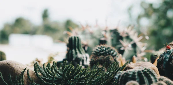 Latar belakang alam BANNER Green. Kecantikan kaktus echinocactus grusonii echinocactus platyacanthus Cereus jamacaru tropika cacti tumbuh rumput batu. Desain flora modern musim panas luar — Stok Foto