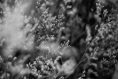 Siyah beyaz ışık. Soyut gerçek doğa fotoğrafı. Makro çayır tarlası çimen çiçeği buğday bitkisi. Mevsimler sonbahar bahar ilkbahar yaz ton stok koleksiyonu. Görüntü efekti minimalizm özgürlüğü