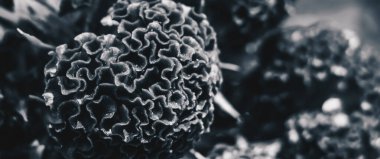 BANNER Gerçek güzellik arka planı. Celosia argentea cristata cock scomb tropikal çiçek açtı. Ekilmiş tapınak bahçesi. Tek krom siyah beyaz gri. Pseudocereals alternatif araranth