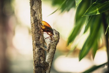 BANNER Makro yakın çekim fotoğraf büyük gri kertenkele yeme dindar av kırlangıç hala kahverengi kanat çırpan böcek hamamböceği dalda oturan. Yeşil parlak doğa geçmişi. Yaşam mücadelesi, ekosistem