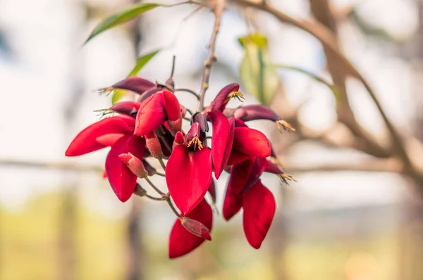 Kecantikan alam foto latar belakang. Cockspur pohon karang. Bright red flowers garden plant. Inflorescence raceme pentameric, calyx thimble, corolla butterfly berbentuk. Taman ekosistem hutan. Studi Botanic — Stok Foto