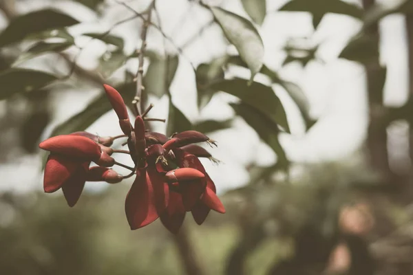 Latar belakang kecantikan alami. Salin ruang close-up bunga pohon merah mekar Bismarck furioso warna tanaman hijau taman. Desain bunga. Aku suka konsep romantis. Awal musim semi, suasana hati yang gelap dingin. — Stok Foto