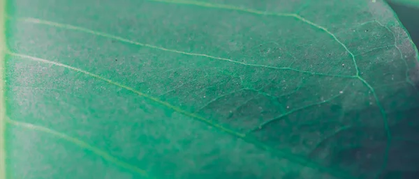 BANNERマクロショットアブストラクト本物の美しさの背景。新鮮な熱帯植物の葉の表面のテクスチャ構造の詳細斜めの静脈ラインストライプシンプルなデザイン活気のある光沢のあるエメラルドグリーンの光 — ストック写真