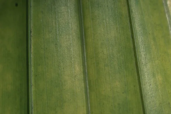 Makro shot Abstrakt Skutečná krása příroda pozadí. Čerstvé tropické rostlina list povrch textura struktura detail vertikální žíly linka pruh Jednoduchý design zářivý lesklý žlutá zelená tmavě světlý odstín — Stock fotografie