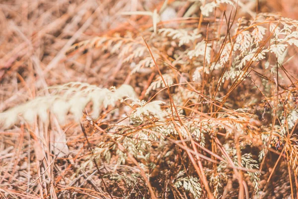 Contrast brown beige light. Latar belakang foto alami abstrak. Makro padang rumput rumput rumput bunga gandum herbal. Musim gugur musim semi koleksi stok nada musim panas. Pengaburan efek vintage minimalisme — Stok Foto