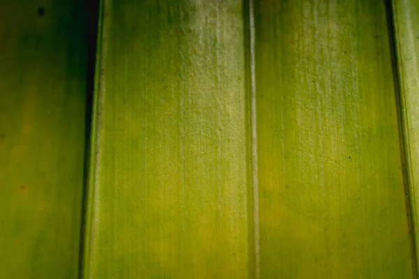 マクロショットアブストラクト本物の美しさの背景。新鮮な熱帯植物の葉の表面のテクスチャ構造の詳細垂直静脈ラインストリークシンプルなデザイン活気のある光沢のある黄色緑の暗い光の影 — ストック写真