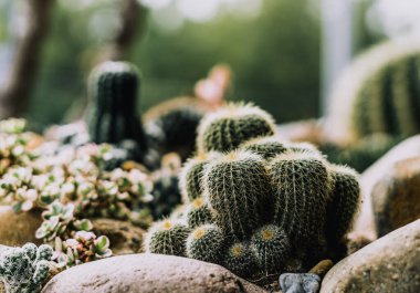 Yeşil ton. Gerçek doğa geçmişi. Güzellik kaktüsü echinocactus grusonii echinocactus platyacanthus Cereus jamacaru tropikal kaktüsü taş yetiştirir. Açık hava çiçekli modern iç tasarım. 