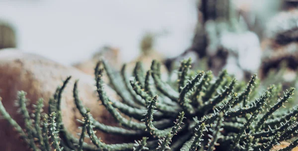 Kebun rumah kaca botani, toko. Kultivasi Ornamental kaktus asli dalam keindahan alam pot. Hijau tumbuh kaktus menusuk jarum tajam. Desain bunga musim panas dekorasi rumah. Kumpulkan berbagai tanaman rumah — Stok Foto