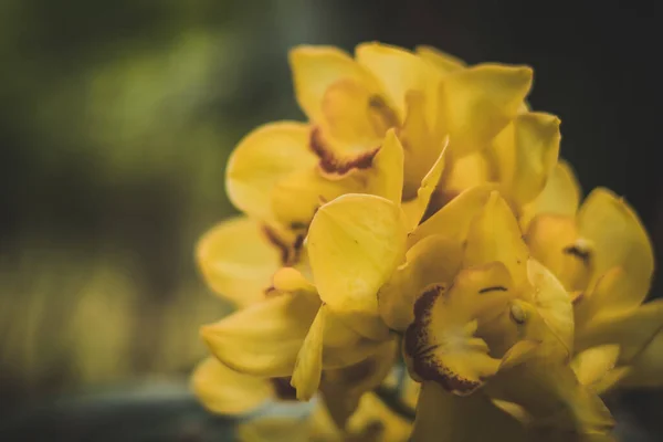 Latar belakang alam yang indah. Bunga anggrek tanaman tropis vintage matte matahari hari kuning mekar eksotis unic misteri kelopak kacang mekar. Botani desain bunga, hortikultura hobi ruang musim panas — Stok Foto