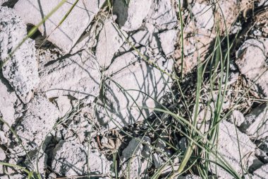 Soyut gerçek fotoğraf grunge arkaplanı. Açık gri, dağılmış beton asfalt yol makrosu. Doku yüzeyini kapatın. Tasarım, duvar dekoratif süsleme. Yeşil çimenler, doğa kirliliği karmaşa