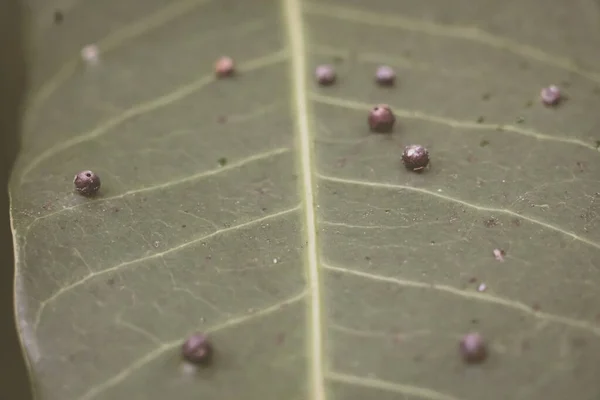 概要緑の植物の葉面の縁に沿って昆虫の卵の球形の精度のバナー幼虫がある美しさ。驚くべきマクロ野生生物自然界高詳細写真テクスチャ静脈.マットヴィンテージグレー — ストック写真