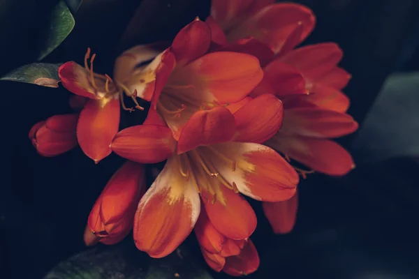 Latar belakang foto alam yang indah. Clivia miniata Natal bush kaffir lily herb plant Amaryllidaceae. Corong berbentuk bunga umbel kelopak perbungaan, warna cinnabar merah oranye kuning, dekat mekar — Stok Foto