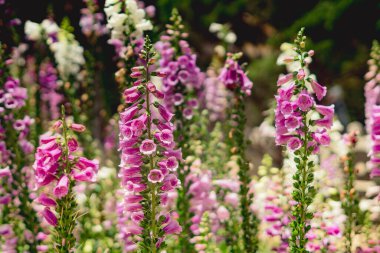 Gerçek güzellik doğası geçmişi. Dijital bitki bitkisi yüksük otu. Çiçek borusu şekli uzun sivri uçlu canlı mor pembe. Çayır çayırı. Botanik çiçekli bir yaz. Bahçecilik çiçekçiliği manzara tasarımı
