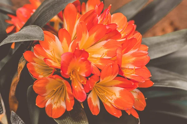 Latar belakang foto alam yang indah. Clivia miniata Natal bush kaffir lily herb plant Amaryllidaceae. Corong berbentuk bunga umbel kelopak perbungaan, warna cinnabar merah oranye kuning, dekat mekar — Stok Foto