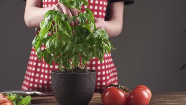 赤いエプロンの女性は鍋で育つバジルの葉を摘んでいる。新鮮な自家製野菜からヘルシーな料理を調理し、料理を飾る概念 — ストック動画