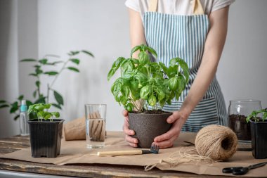 Önlüklü bir kadın tencereye yeşil bir bitki yerleştiriyor. Tarım konsepti, genç bitkilerin bakımı, fidanlar ve bahçe işleri..