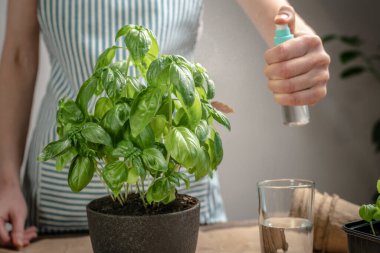 Önlüklü bir kadın, tencerede yetişen yeşil bir fesleğenin filizlerini suluyor. Bahçıvanlık aletleri var, masanın üzerinde el işi kağıtları olan toprak. Tarım konsepti, hobi.