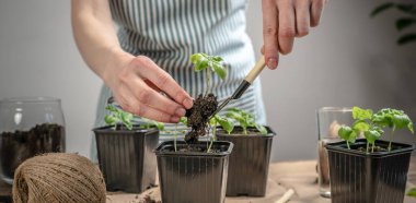 Önlüklü biri, topraklı çömleklere taze yeşil fesleğen fideleri ekiyor. Masanın üzerinde el işi kağıtları olan bahçe aletleri var. Tarım konsepti, hobi