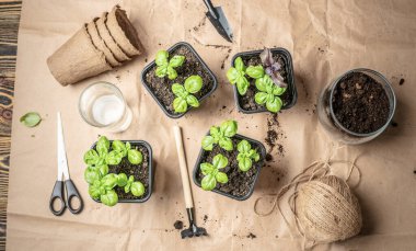 Pencere pervazında biyolojik olarak bozunabilir çömlekler. Turba saksılarındaki yeşil bitkiler. Bebek bitkileri küçük saksılarda ekiliyor. Tarım tohumları için tepsiler. Evde bahçıvanlık. Huzurlu bir hobi..