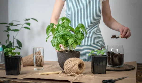 Auf Einem Holztisch Gartengeräte Erde Wer Eine Schürze Trägt Pflanzt — Stockfoto