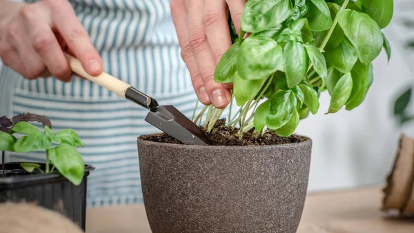 Frau Schürze Pflanzt Eine Grüne Pflanze Einen Topf Und Füllt — Stockfoto
