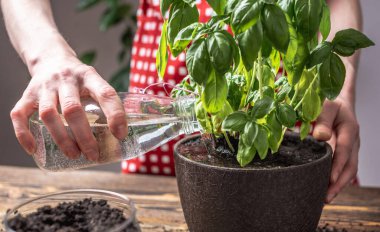 Kırmızı önlüklü kadın saksıya ektiği yeşil bitkiyi suluyor. Bitkilerle, bahçeyle ve baharla ilgilenme kavramı.
