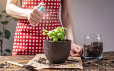Kırmızı önlüklü kadın, yeşil bir bitkinin yapraklarına su serpiyor. Bitki bakımı, bahçe ve bahar kavramı.