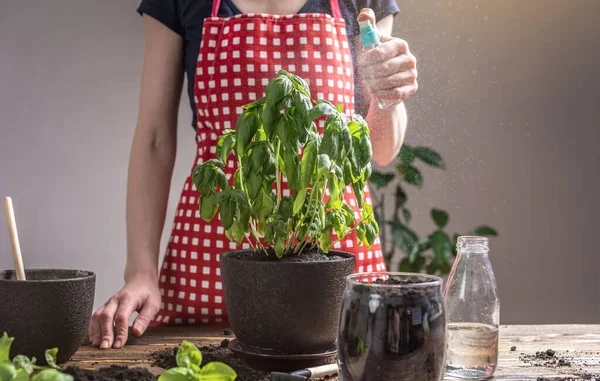 赤いエプロンの女性は 彼女が鍋に植えた緑の植物の葉に水を振りかけています 植物ケア 春の概念 ロイヤリティフリーのストック写真