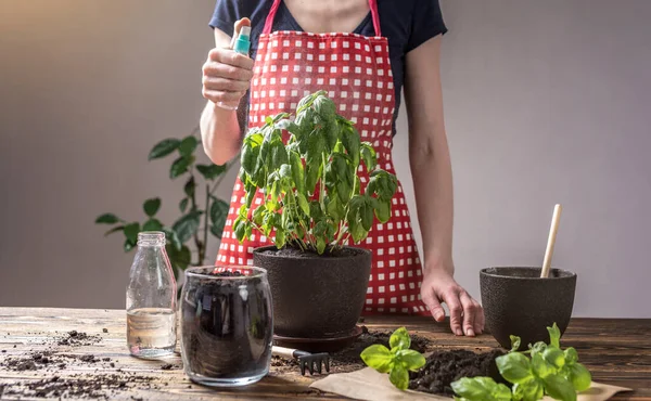 赤いエプロンの女性は 彼女が鍋に植えた緑の植物の葉に水を振りかけています 植物ケア 春の概念 ストック写真