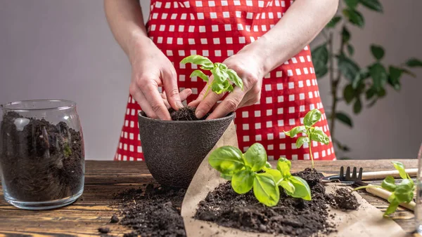 赤いエプロンの人は慎重にポットに若い緑の苗を植えています 趣味の概念 ロイヤリティフリーのストック画像