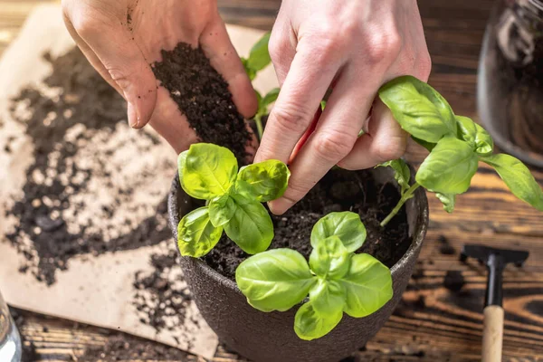 手は慎重にポットに若い緑の苗を植えています 趣味の概念 ロイヤリティフリーのストック画像