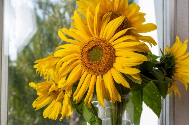 Pencere kenarındaki vazoda bir buket sarı ayçiçeği