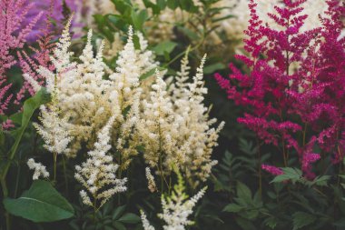 Kırmızı ve beyaz tüylü astilbe bahçede yetişir.