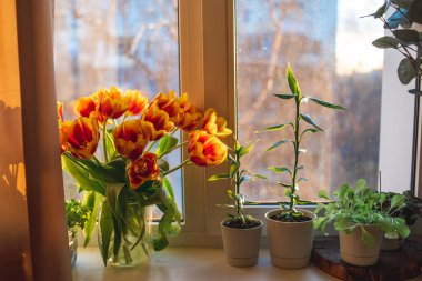 a large bouquet of red-orange tulips on the windowsill in the spring rays