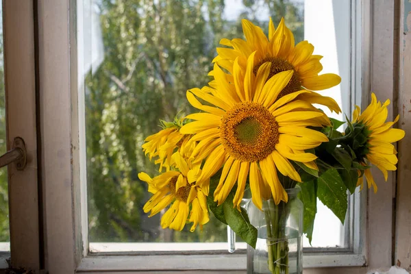 Pencere kenarındaki vazoda bir buket sarı ayçiçeği