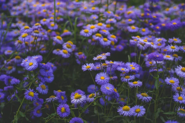 Μπλε Αλπικές Ανθίζει Εξωτερικούς Χώρους Στον Κήπο — Φωτογραφία Αρχείου