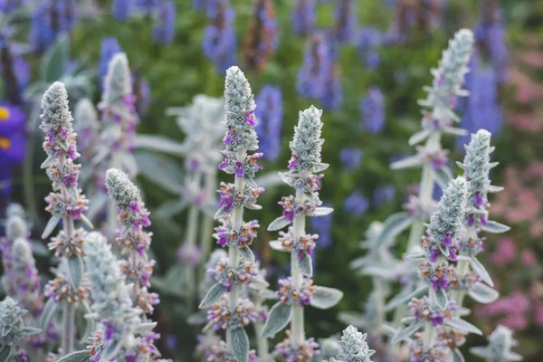 Flower Lamb Ear Outdoors Close — Stock Photo, Image