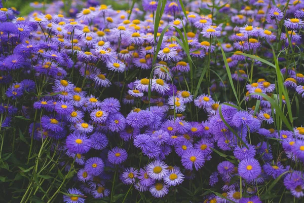 Modrý Alpský Astr Kvete Venku Zahradě — Stock fotografie