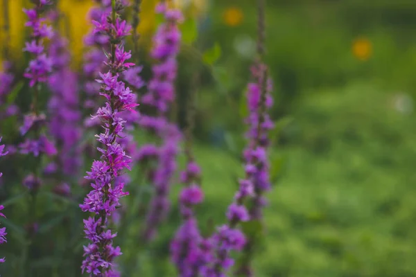 Пурпурный Lythrum Salicaria Растет Против Желтой Лигулярии Открытом Воздухе — стоковое фото