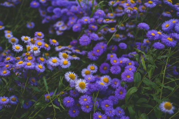 Kék Alpesi Őszirózsa Virágzik Kertben Stock Kép