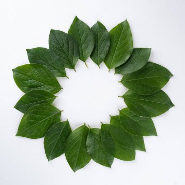 yeşil yapraklar beyaz arka planda daire şeklinde serili