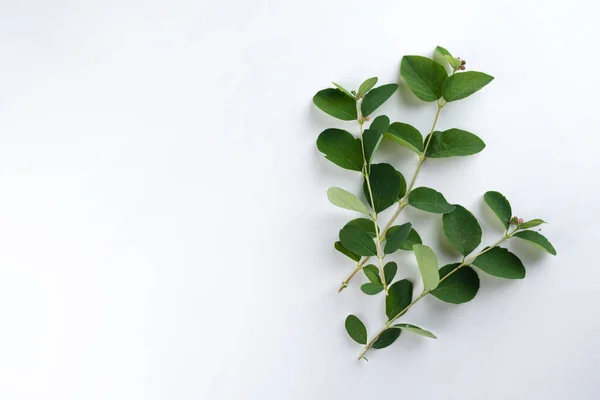 Yapraklı dallar beyaz arka planda bir demet halinde serilmiş.