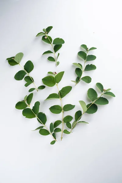 Yaprakları beyaz arka planda bir yelpazede serili dallar