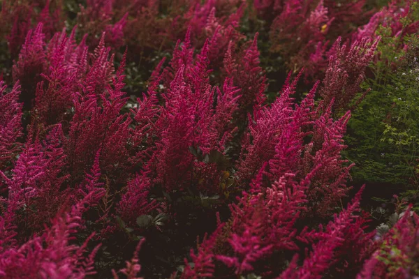 Θάμνοι Του Ροζ Αστλίμπα Στον Κήπο — Φωτογραφία Αρχείου