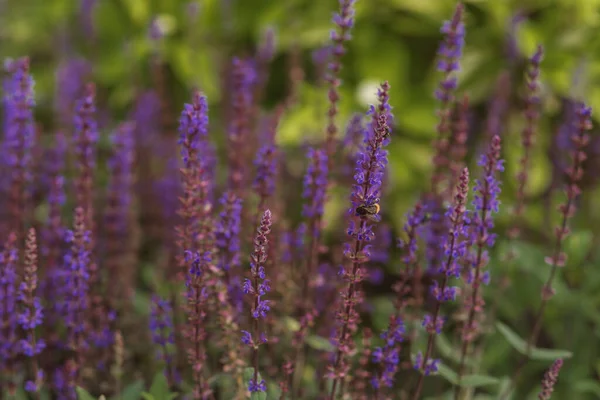 Woodland Sage Met Een Hommel Die Groeit Een Botanische Tuin — Stockfoto