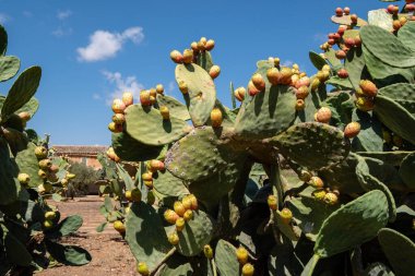 Olgun meyveli dikenli armutlar, Son Marrano, Mallorca, Balear Adaları, İspanya